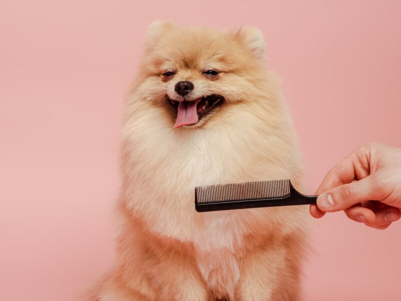 Quais são as raças de cães pequenos?